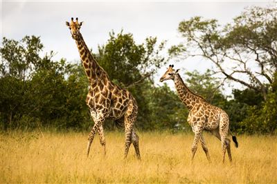 Giraffen im Krüger Nationalpark